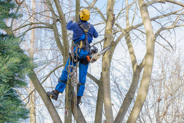 Best Firewood Processing and Delivery  in Schulenburg, TX